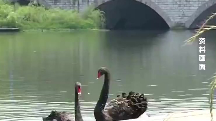 【男子打晕网红黑天鹅回家炖汤:它啄我】浙江金华浦江翠湖,4只黑天鹅在此安家已近4年,备受人