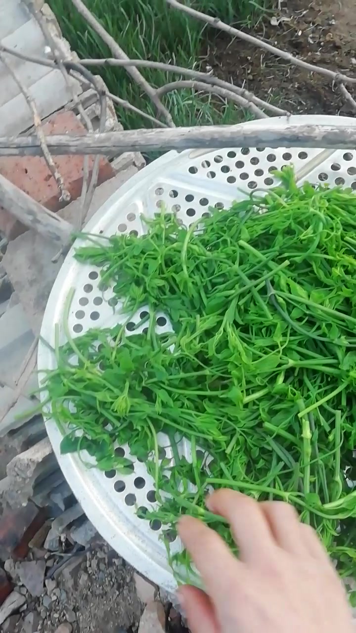 volg今天上山收获的山辣椒秧子野菜