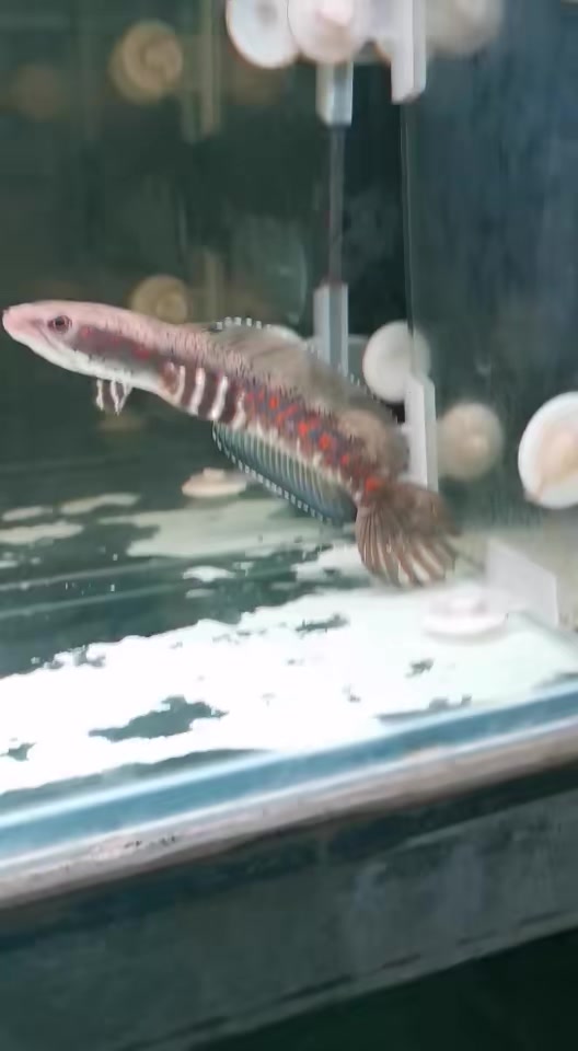 鉴赏 鉴赏 幻红雷龙鱼