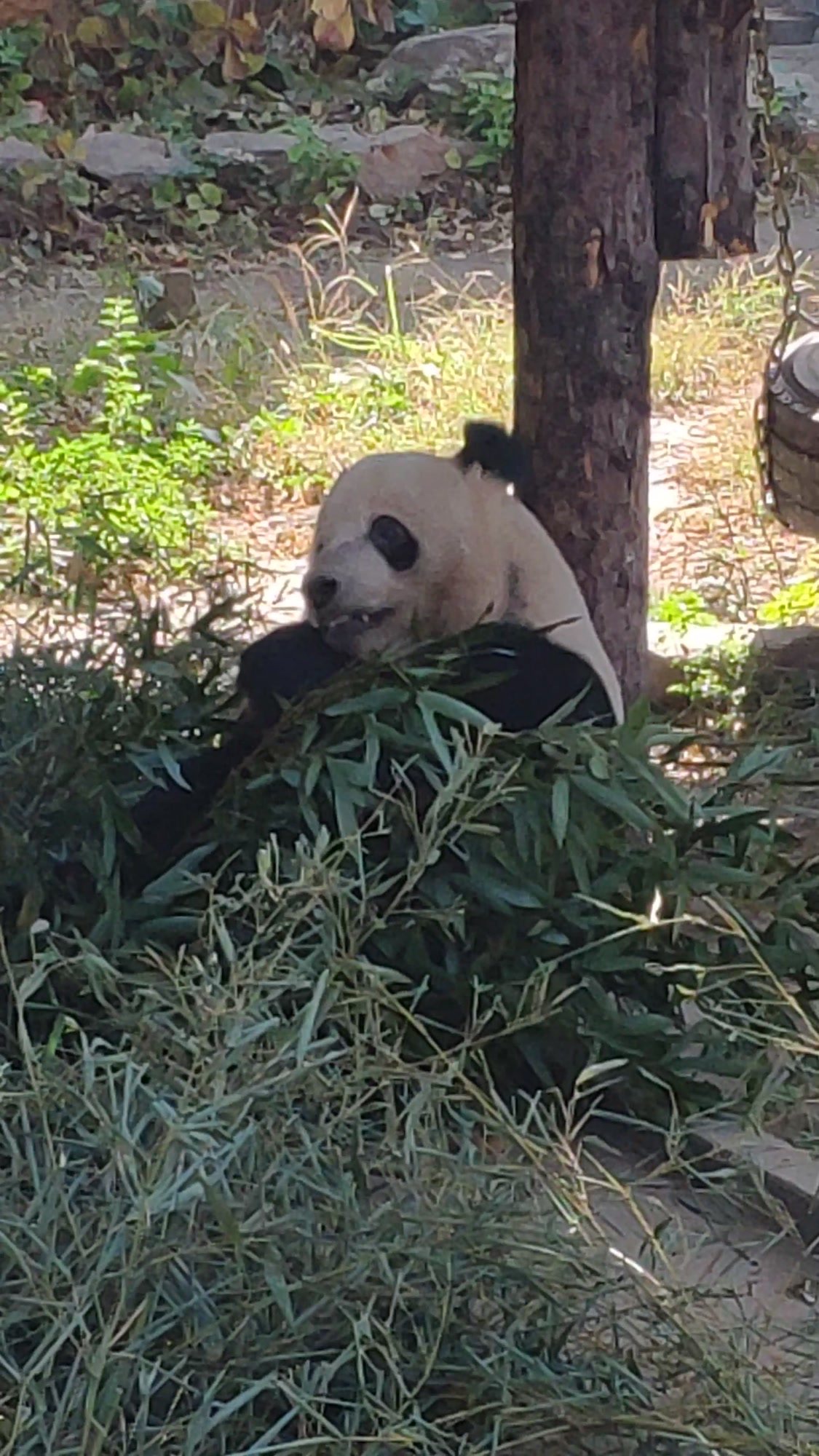 熊猫吃竹子,太可爱了