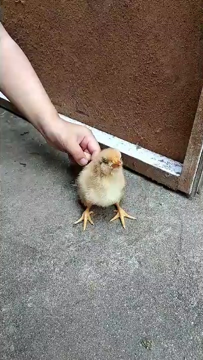小鸡宝宝你别怕,我们不会伤害你的。