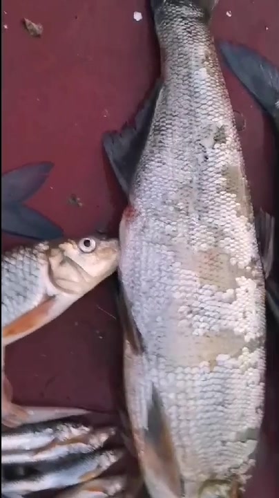 黑龙江、乌苏里江,野生中俄界江鱼