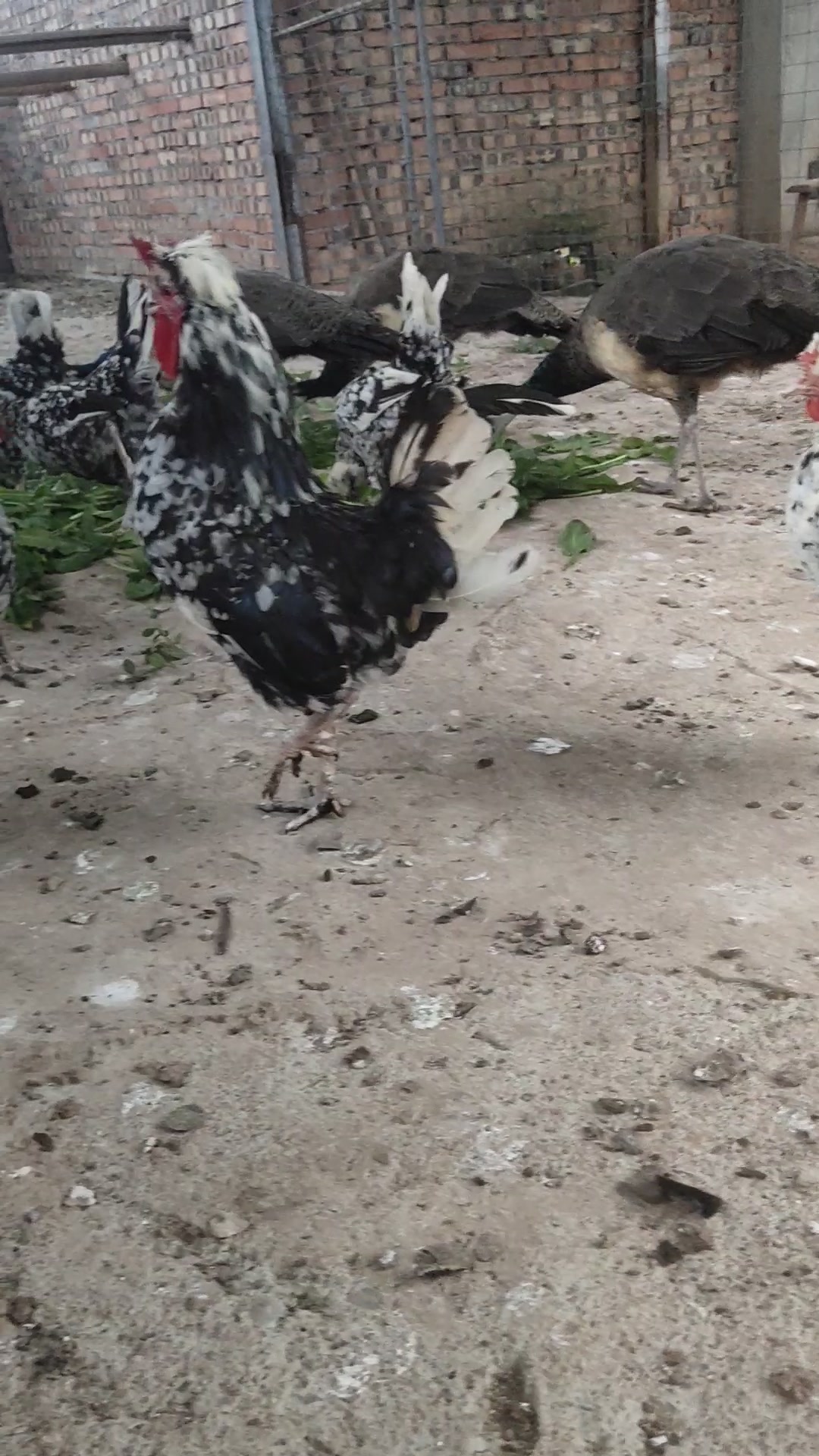 唯一一只公贵妃鸡