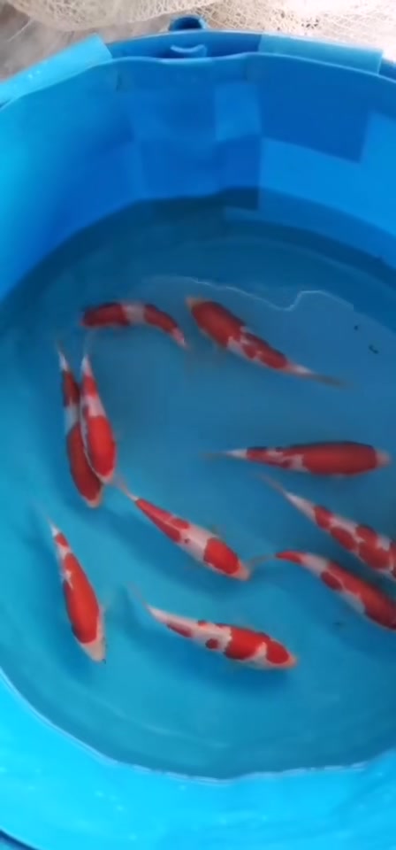 阪井产红白潜力股