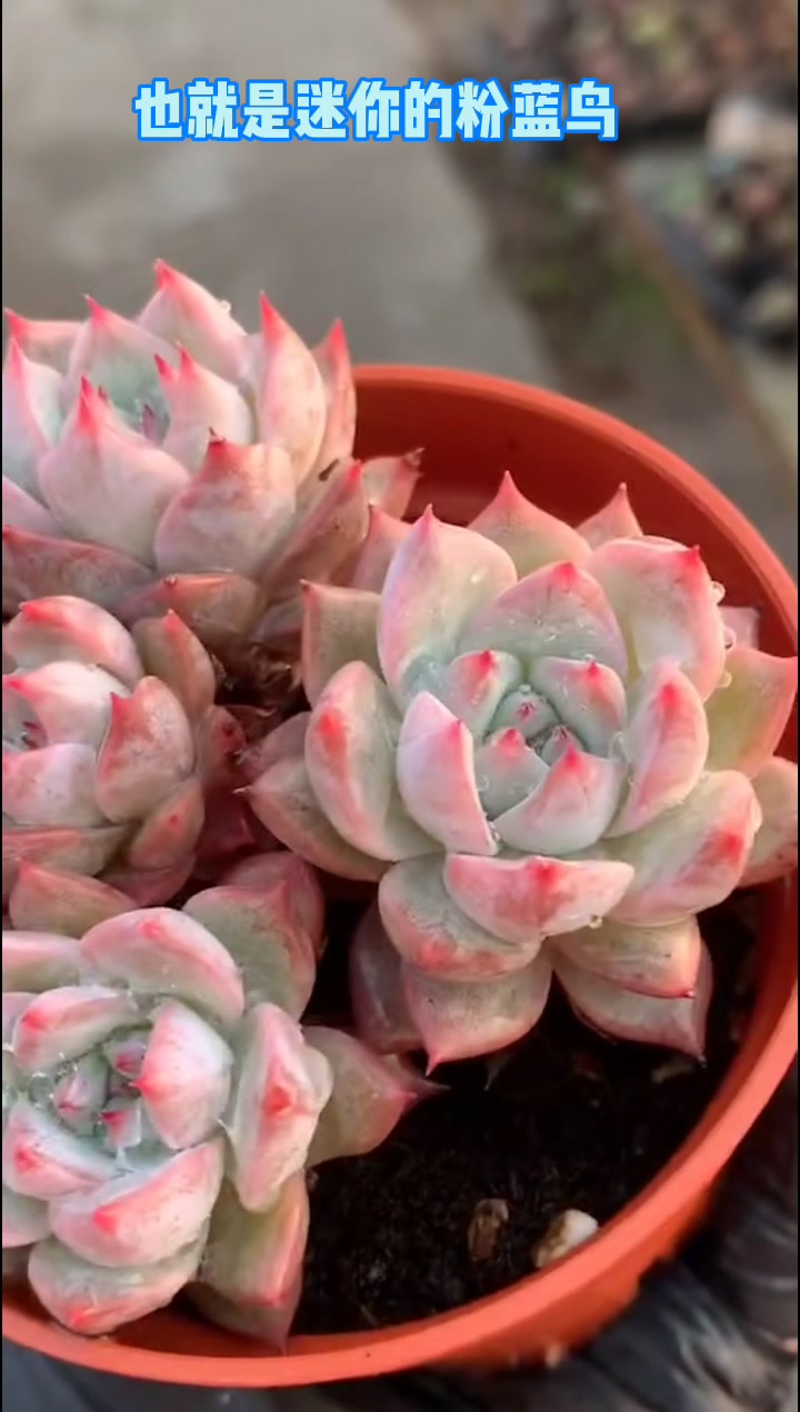 5棵“高颜值”多肉:杂交品种,一代更比一代美,基因好!