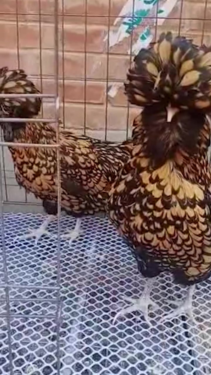 大千世界无奇不有,这是什么生物?又一次刷新了我的三观