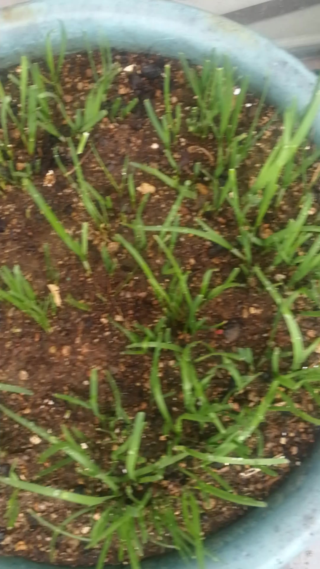 何为雨后春笋看看就明白了