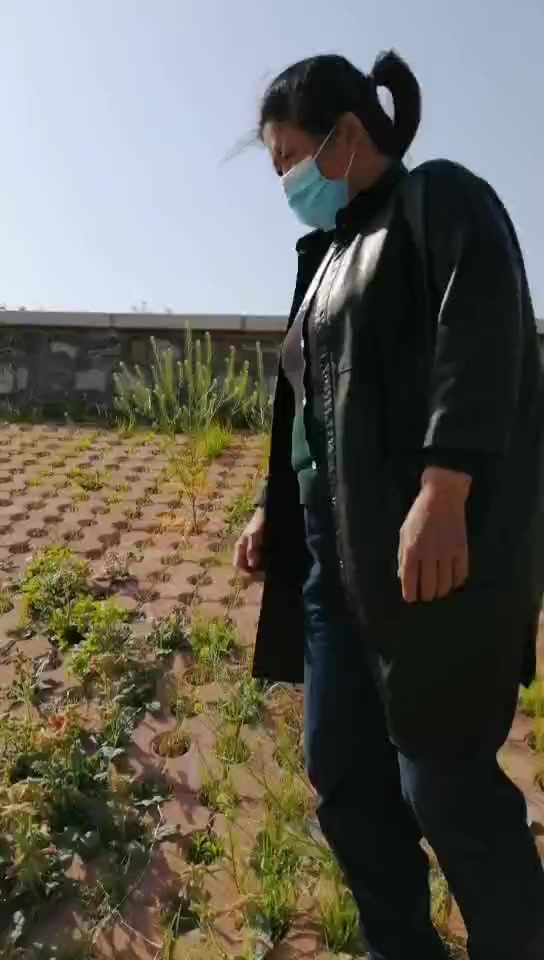 中草药地黄根的花和叶子长啥样呢?想知道么?跟着刘大姐来看看吧