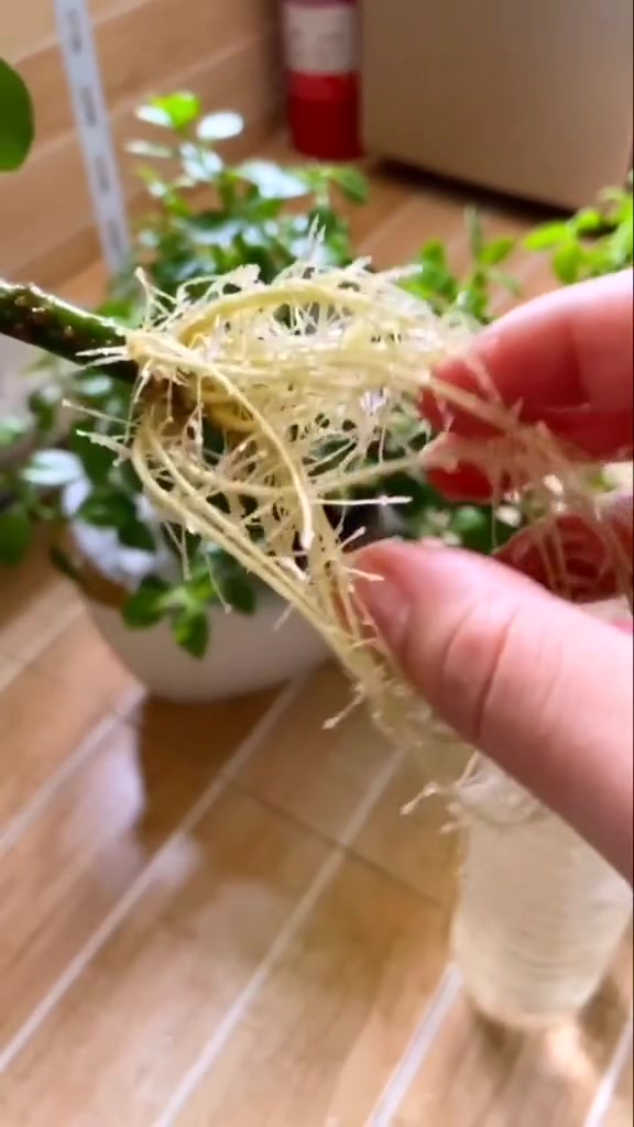 水培鸭脚木,很简单!
