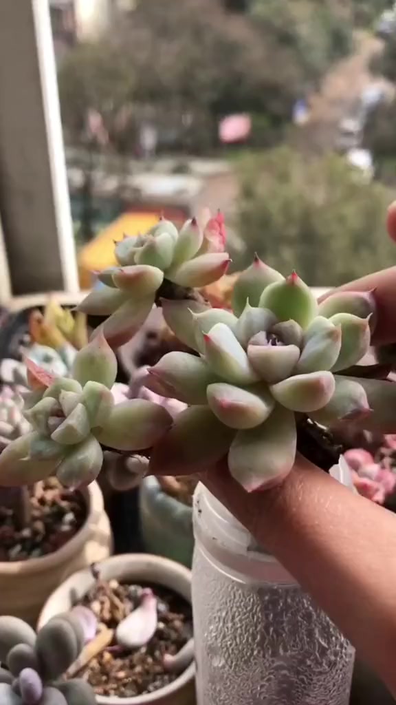 这10种多肉,都可以成功养在水里