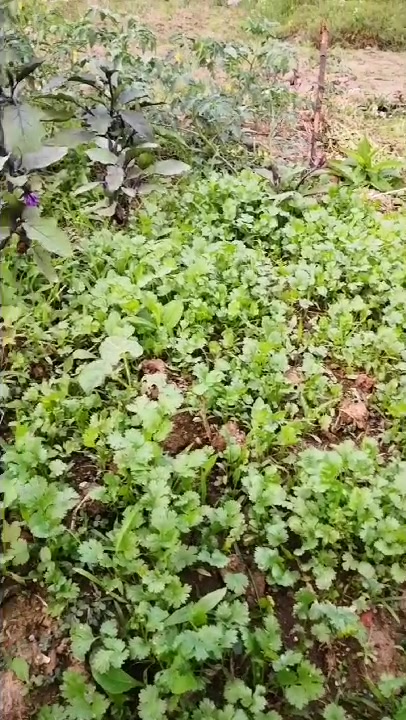 俺家香菜长势喜人