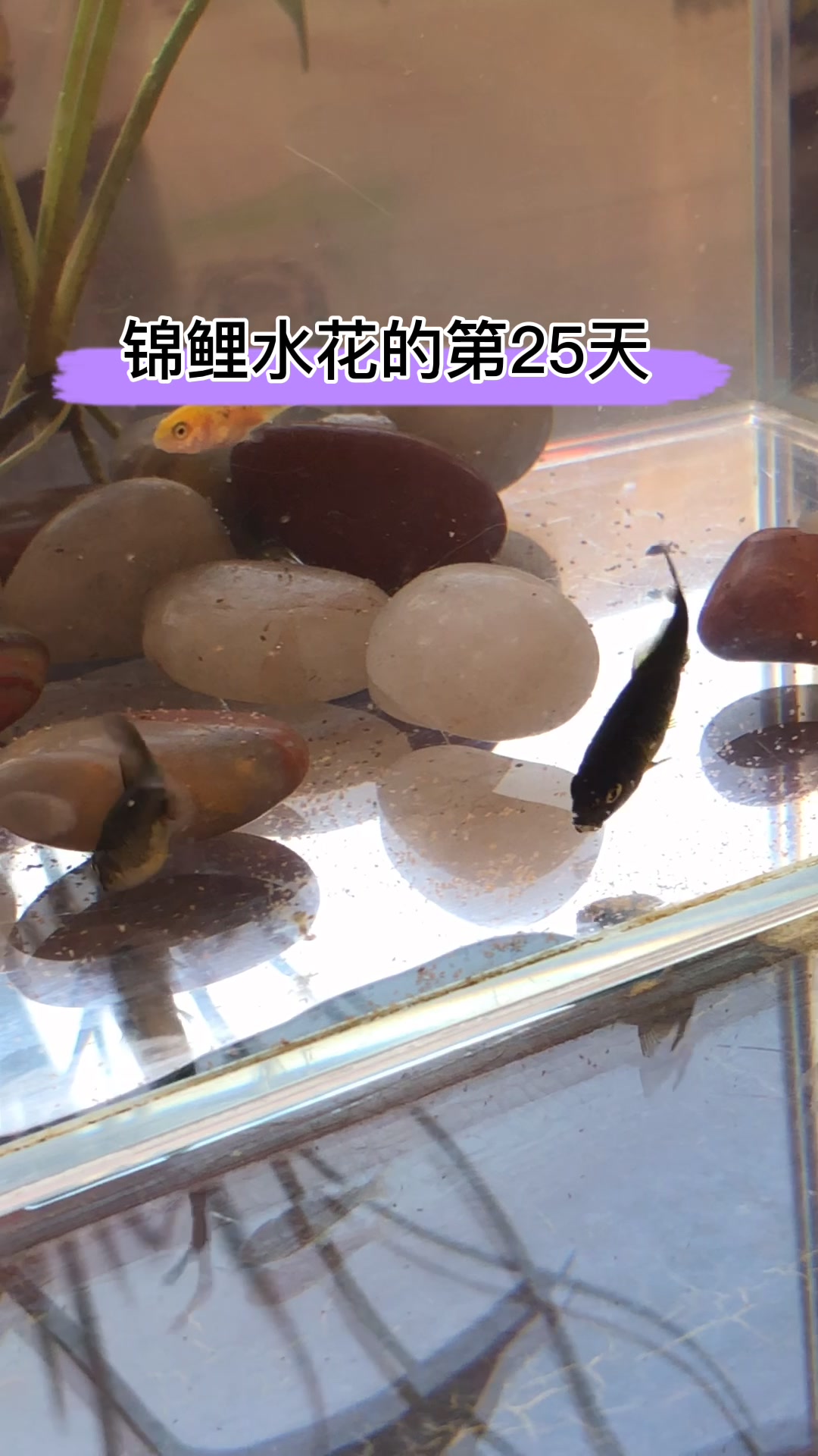 一群小鱼苗的成长记录,锦鲤水花的第25天