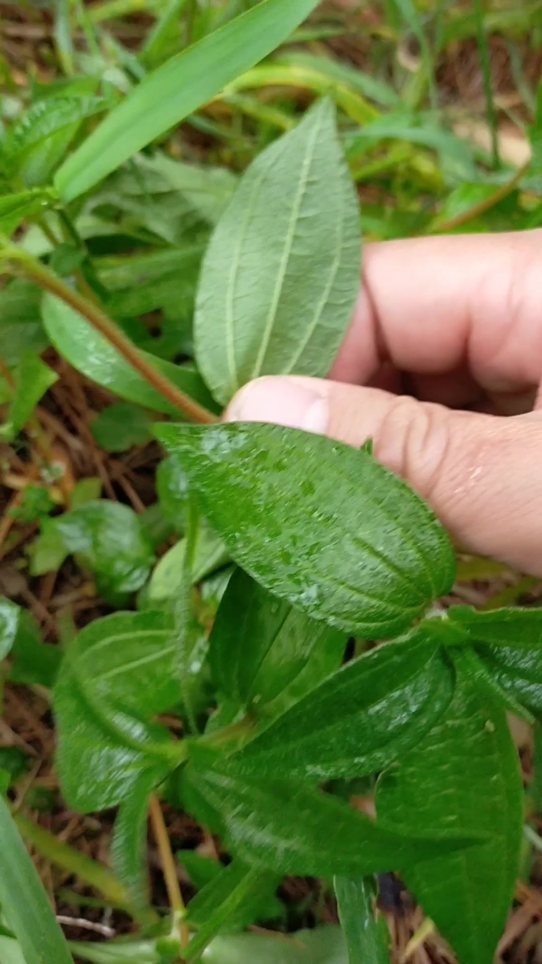 常见药用植物糯米藤