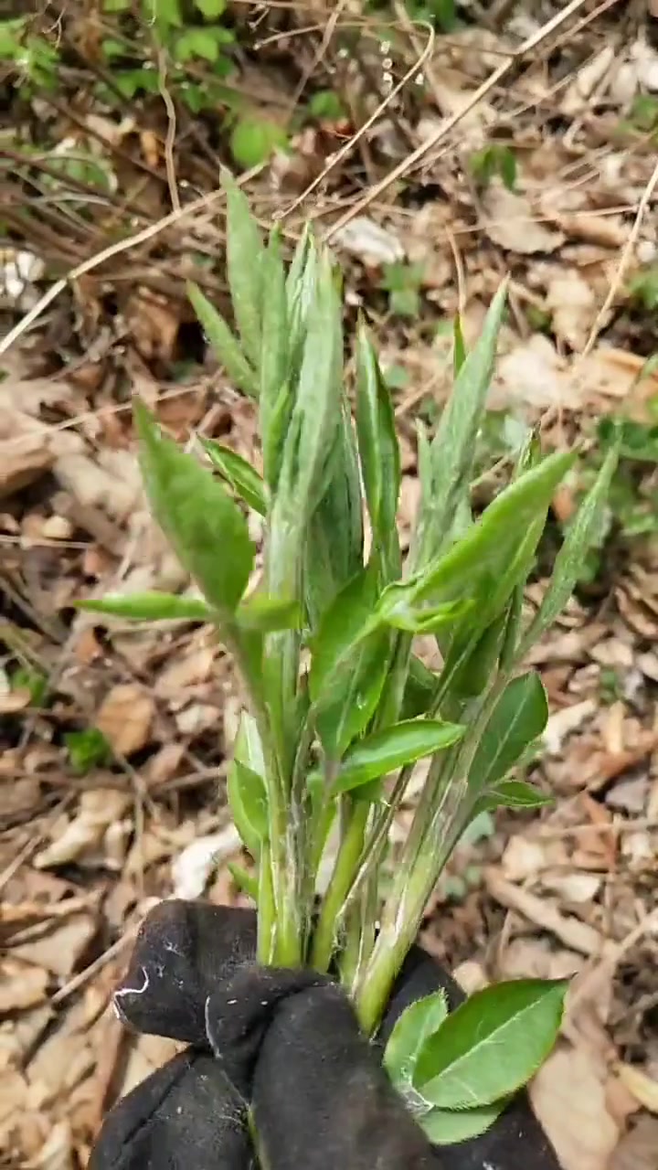 枪头菜 中药材苍术的嫩芽 可食用