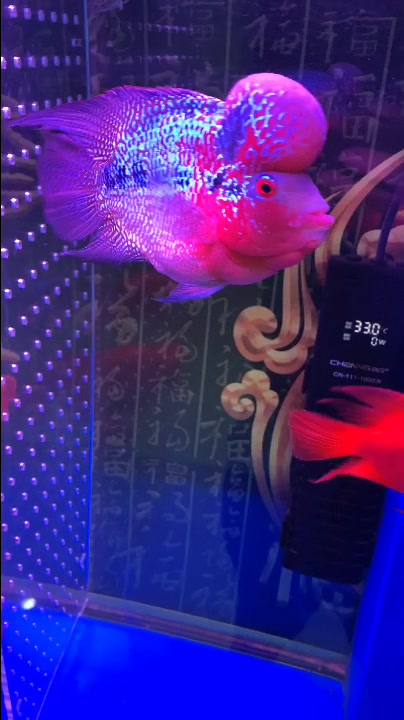 鸿运罗汉鱼,长的还可以吧!