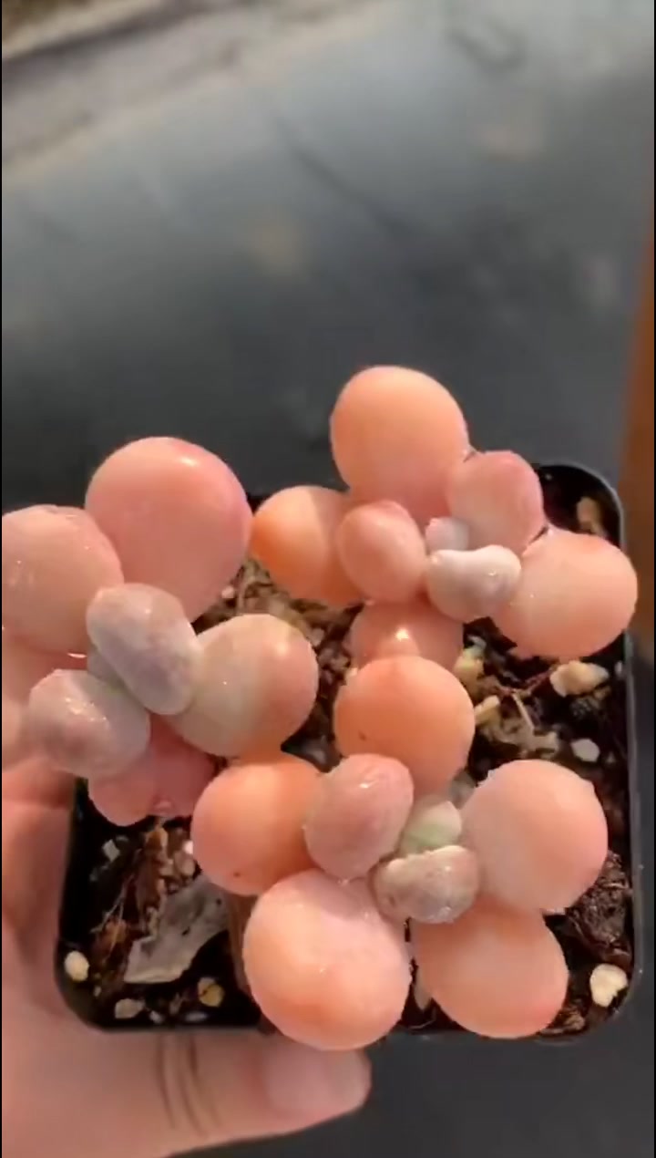 6盆“美人”多肉:“微胖”当道,肥美可爱,“洛神”这次站C位!