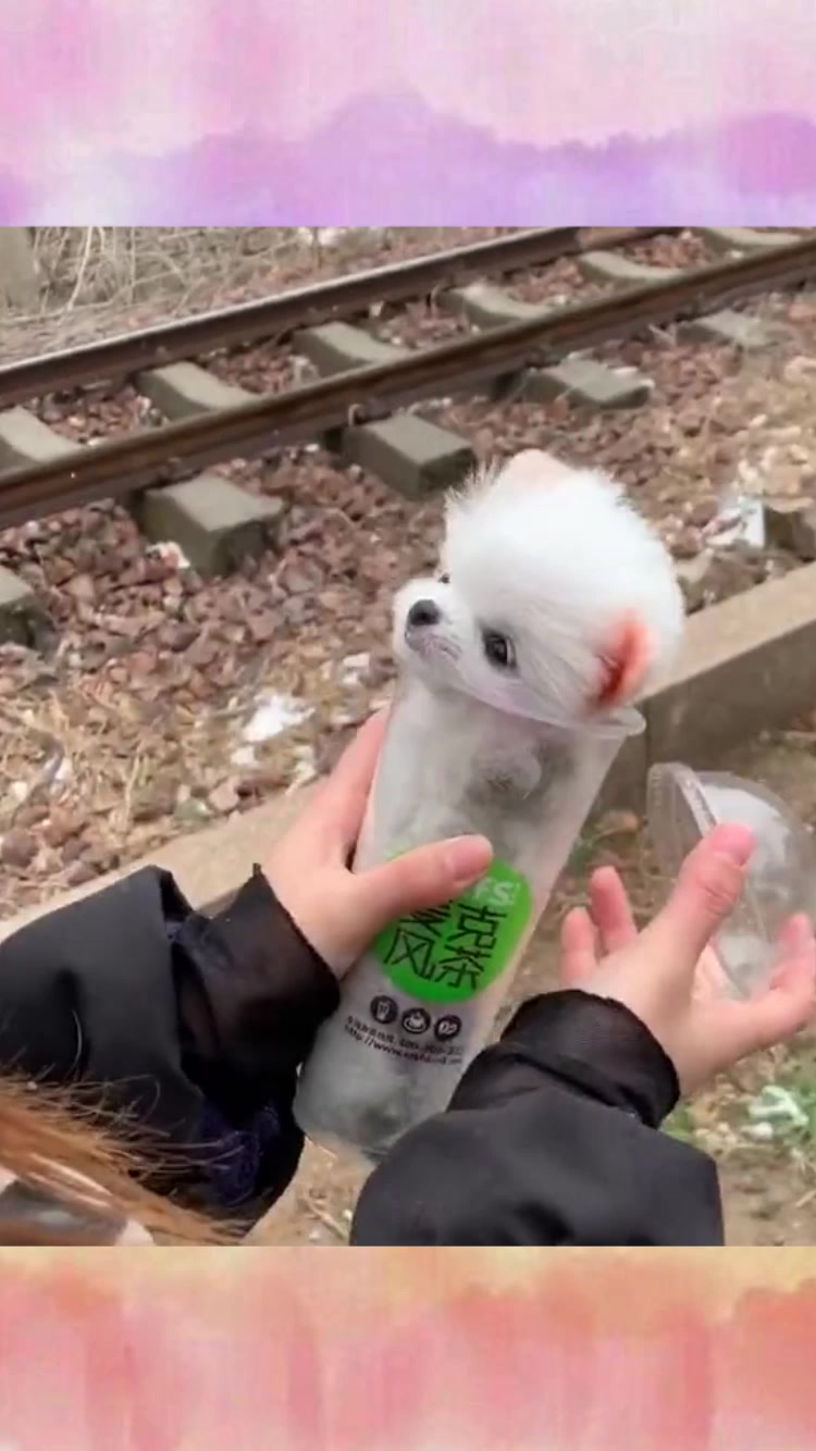 狗子真的有这么小的吗?喝完奶茶的杯子不要扔,还能这样用