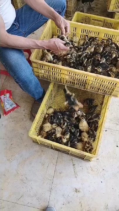老板给青头鸭分公母