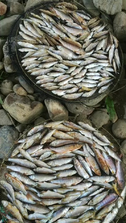 马口鱼干制作方法
