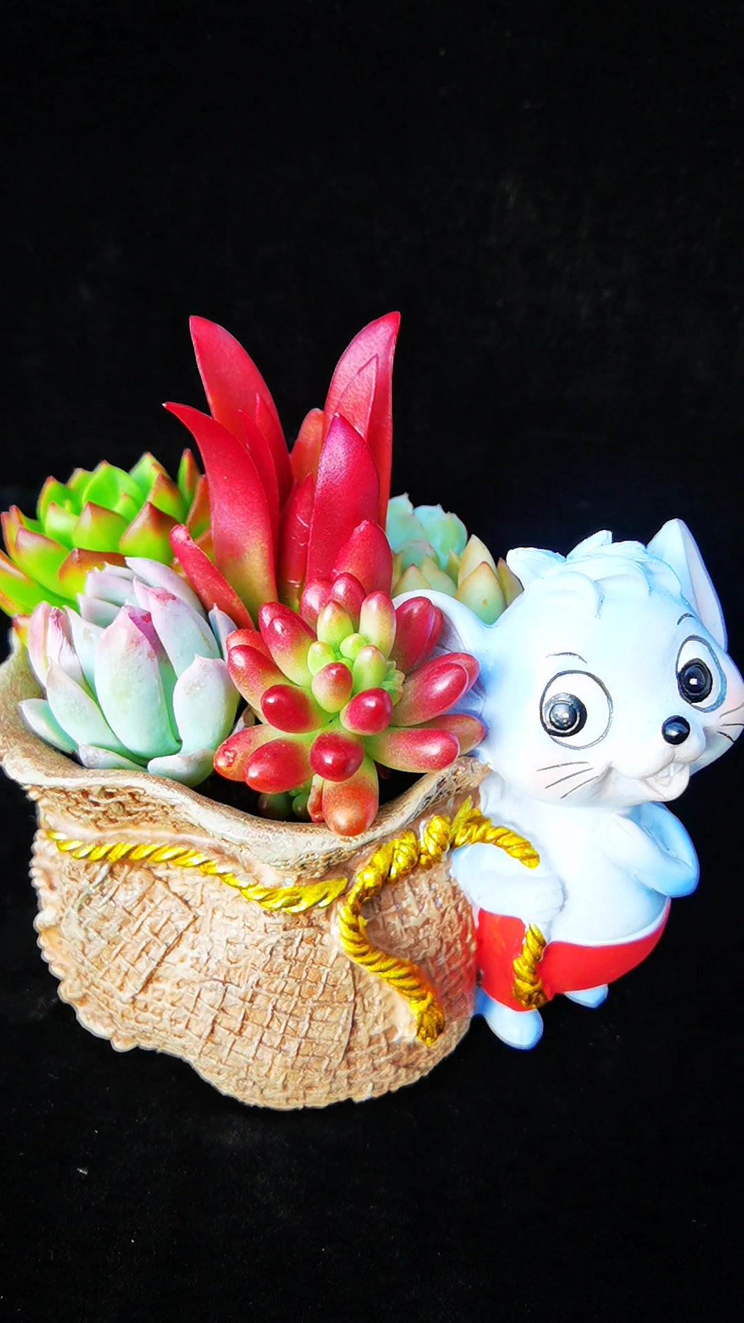 多肉植物卡通组盆萌萌哒