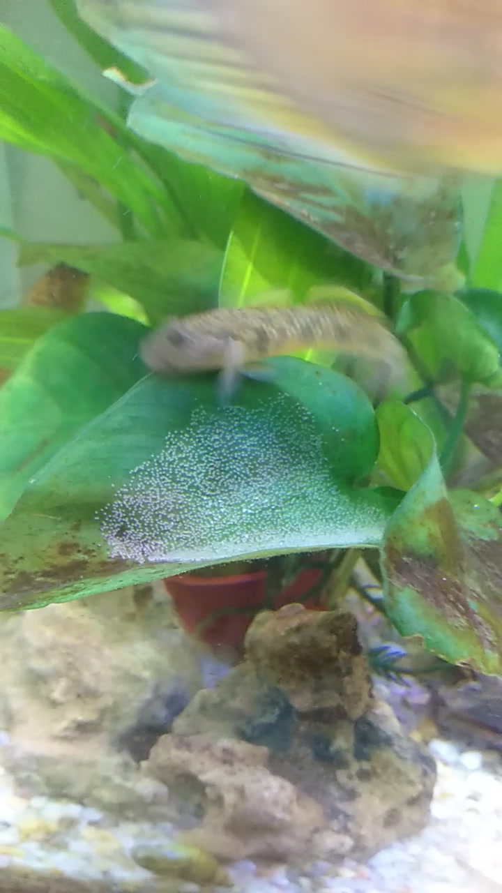 护着“宝宝”的虾虎鱼爸爸,是不是比某些人类的爸爸们更可爱?