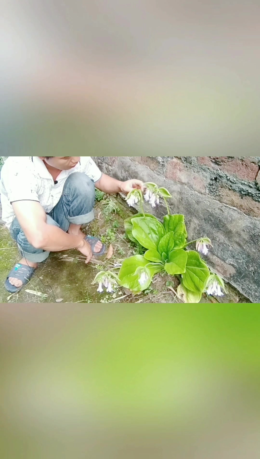 岩生植物之岩白菜