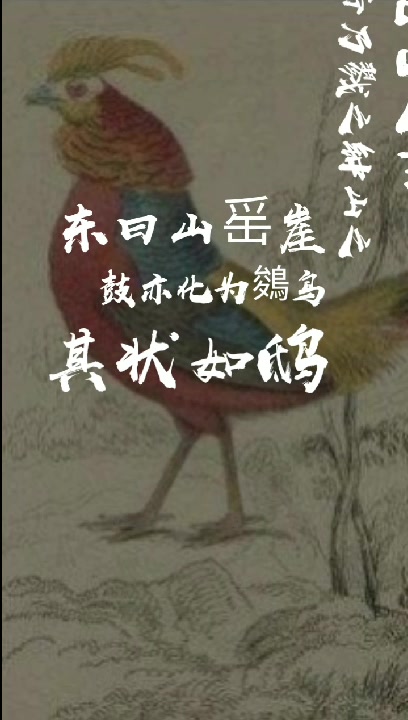 读呀读《山海经》鵕鸟