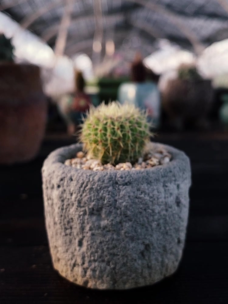 白狮子 仙人球 多肉植物