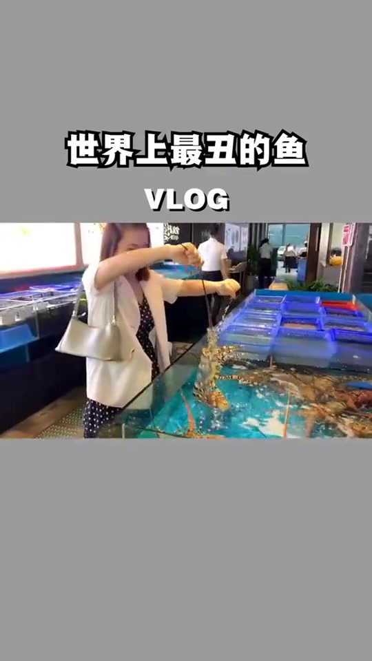 最像猪的鱼,蓝色的鲍鱼,活的龙利鱼,还有什么是你没吃过的海洋生物?