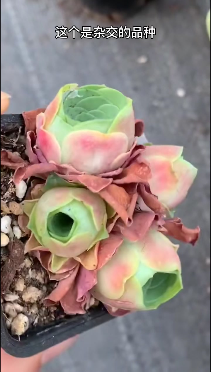 4棵“梦幻”多肉:颜色梦幻,造型梦幻,美得很醉人!