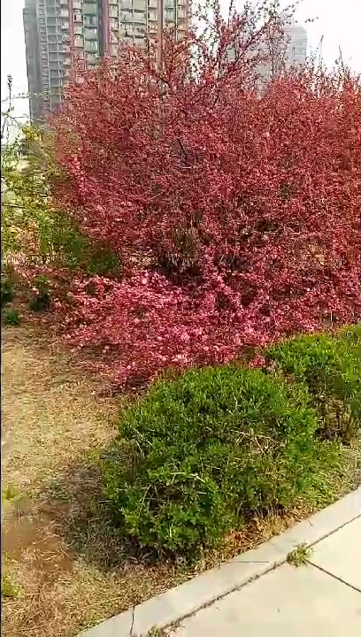 飘姨在鲅鱼圈红海河赏花