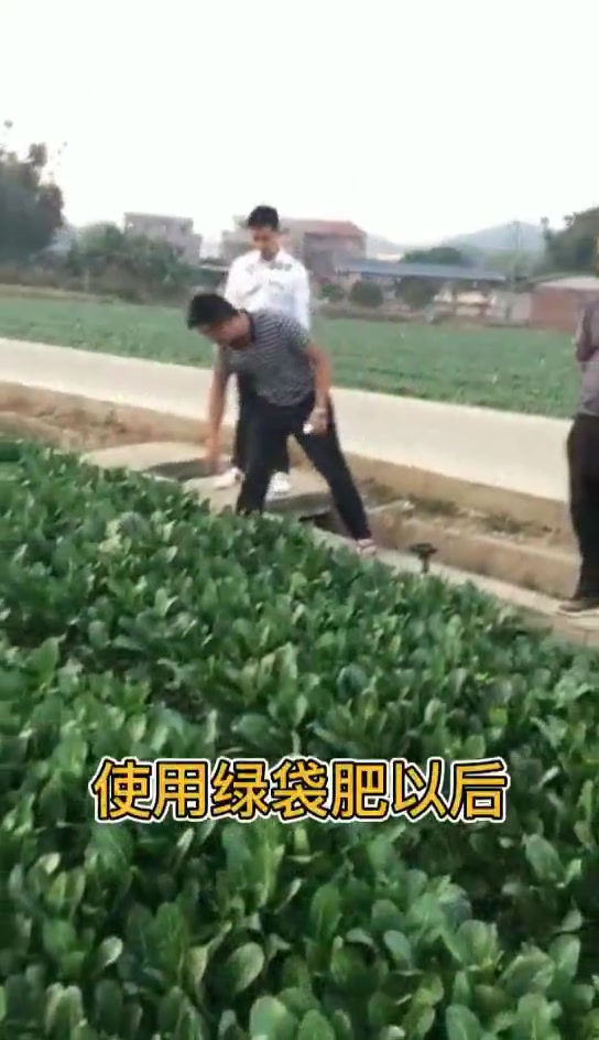 菜心发生病虫害怎么办?教你一招不用农药也可以防治