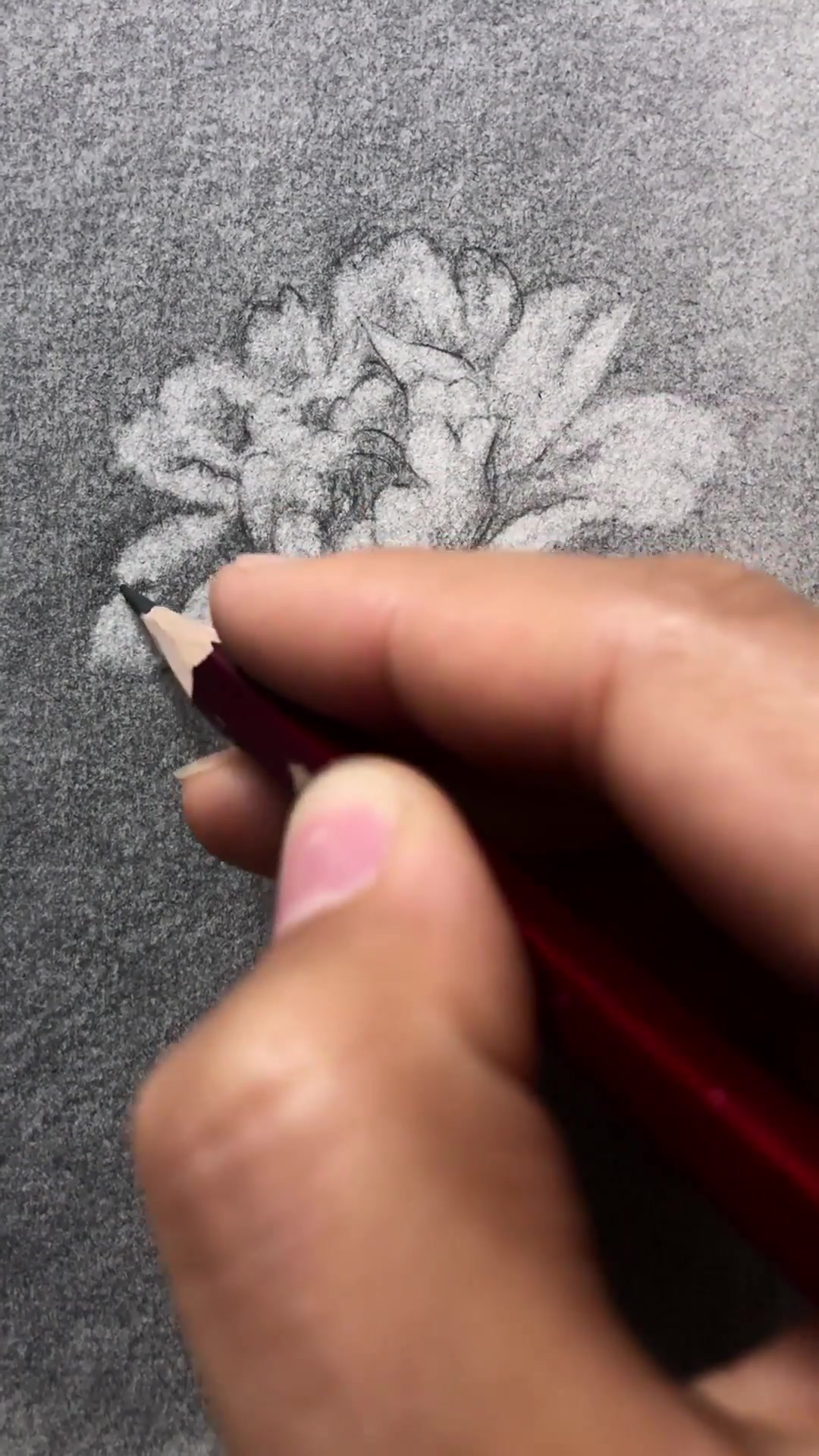 素描花卉牡丹花,画法细腻,转发收藏