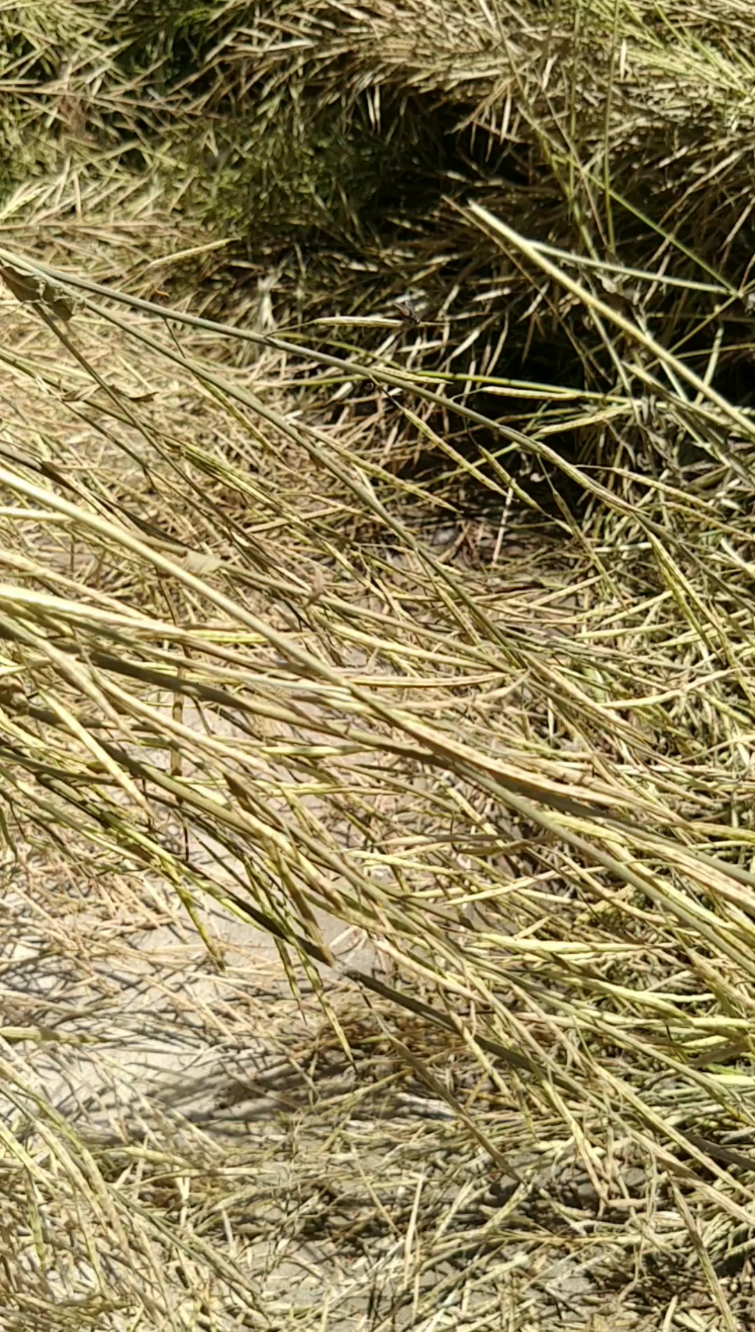 意想不到,野生油菜籽还有大价值,有人两天收割了2000斤野生油菜