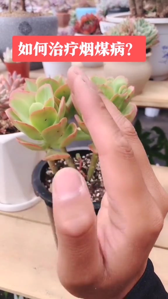 如何治疗多肉植物烟煤病?看看就知道!