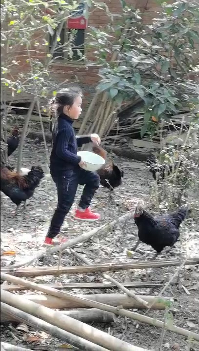 最古老的土鸡品种——五黑鸡!粮食散养,达到最好的营养肉质!