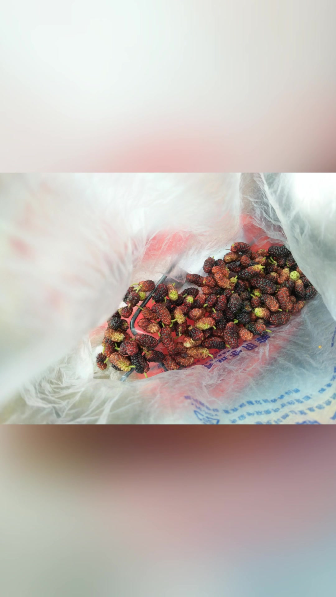 户外休闲,去摘桑葚,抓蝴蝶,经过树林,还认识了路边晒的油菜籽