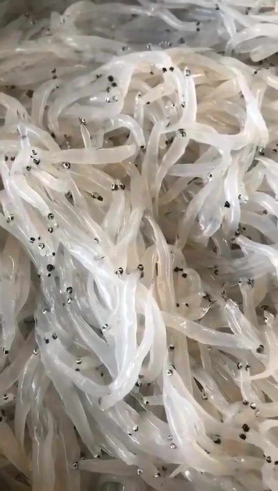 小银鱼煎蛋加入葱花蛋液搅拌均匀后翻炒,鱼仔肉质鲜甜