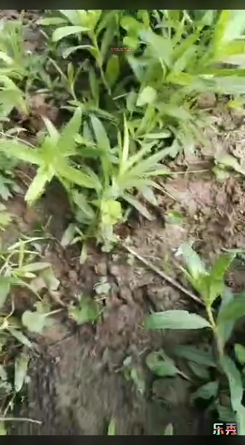 女儿远嫁,妈妈把爱吃的野菜从山上移植到自己的菜园里了