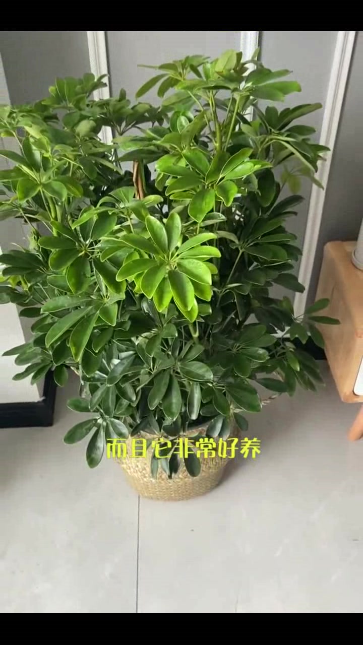 你们要的吸收二手烟的鸭掌木 又叫八方来财寓意财源广进步步高升