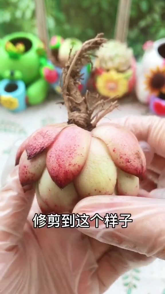 懒人种多肉必看,这才是多肉植物水培的正确做法