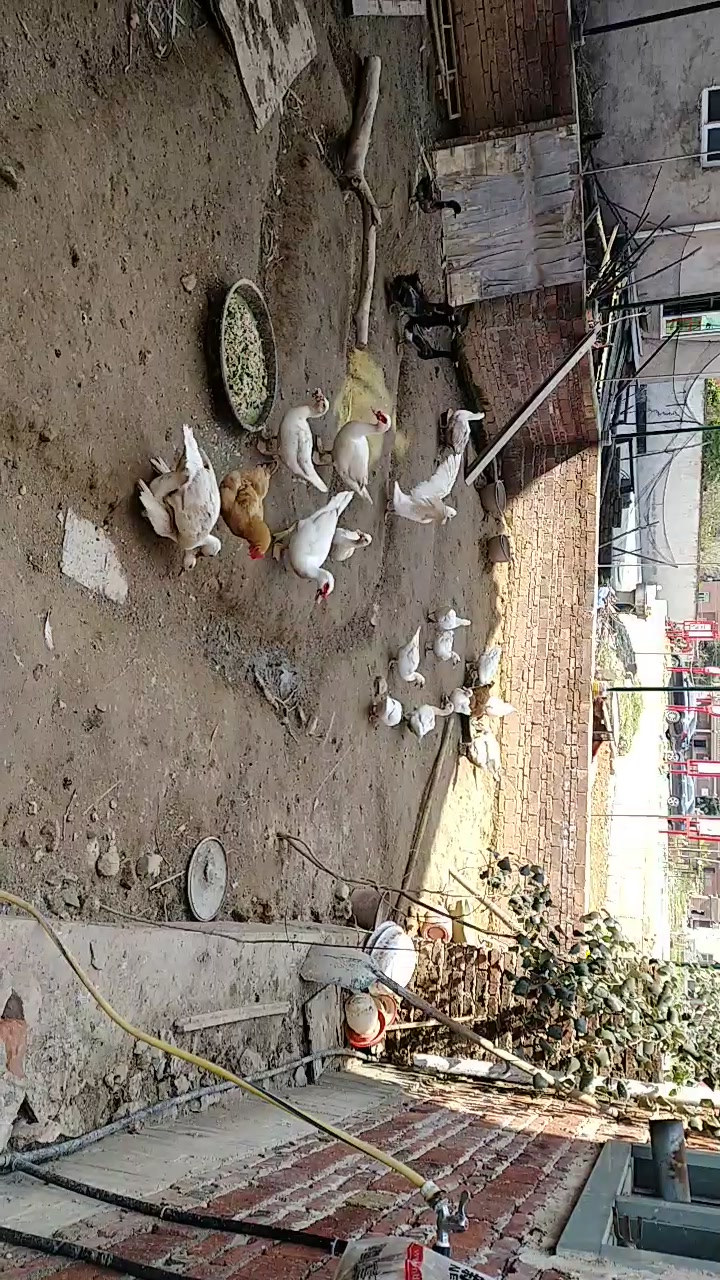 闽南白番鸭,滋补佳品