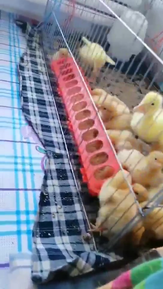 鸡鸭鹅的幸福生活