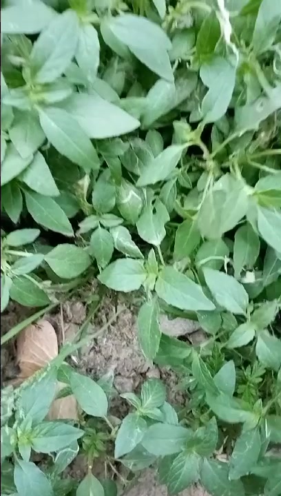 河南农家凉拌菜,吃一口,想念一生