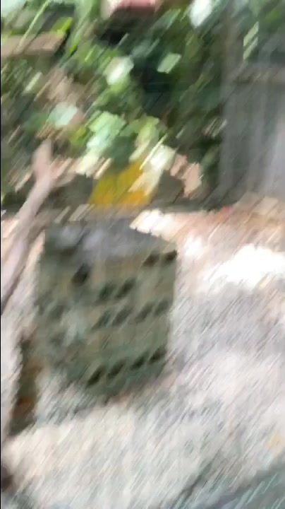 英语说动物- 松鼠