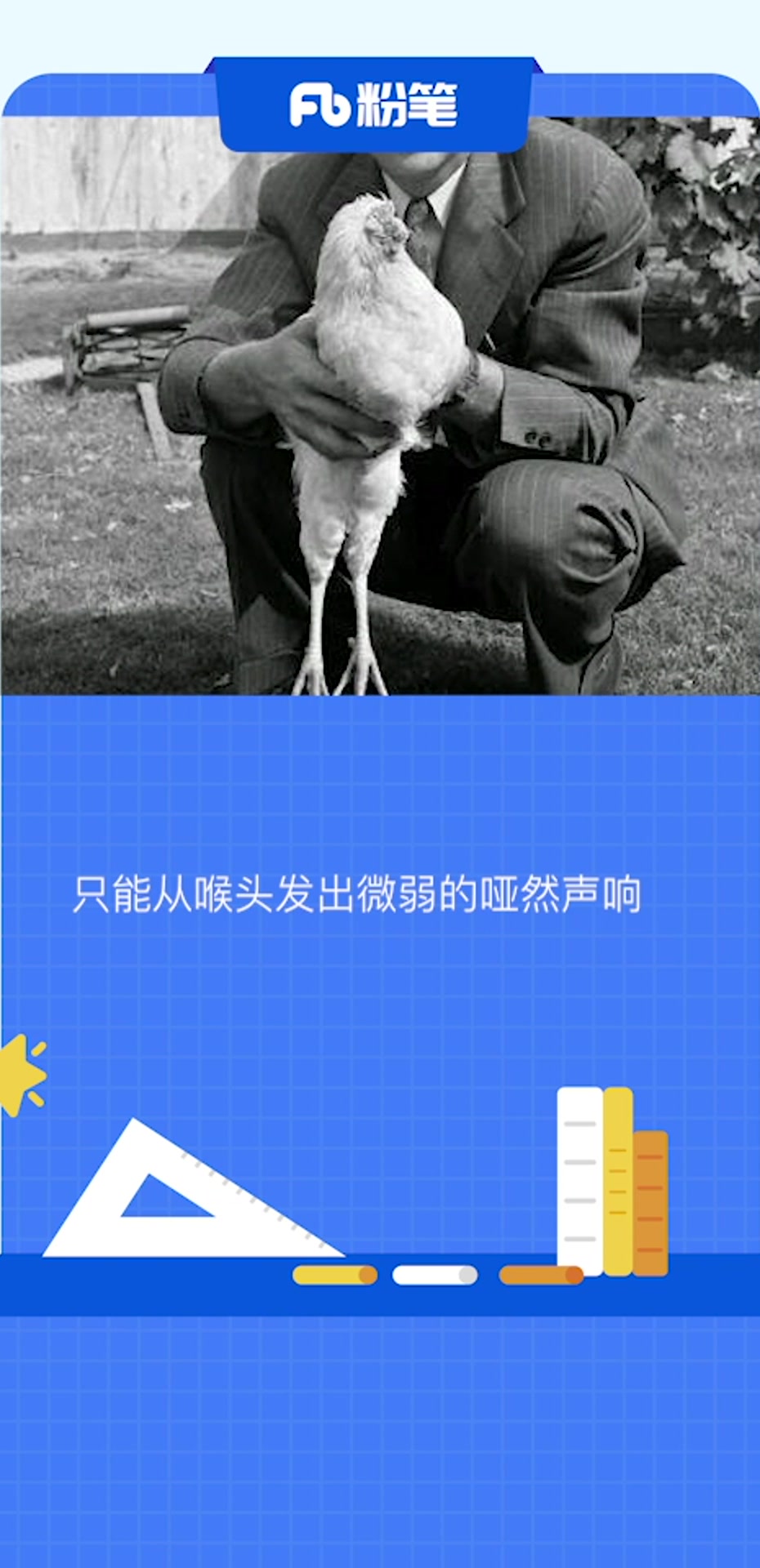 一只名叫Mike的鸡被主人砍掉头颅后以无头的状态生存了18个月