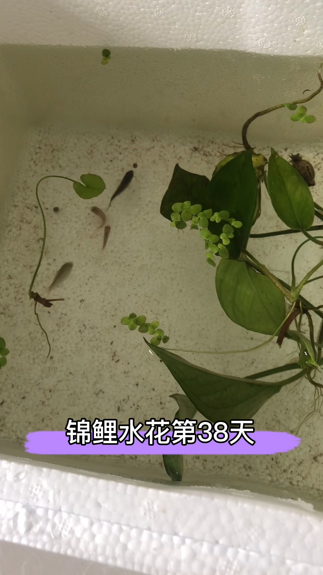 一群小鱼苗成长记录,第38天,鱼食吃得好欢快