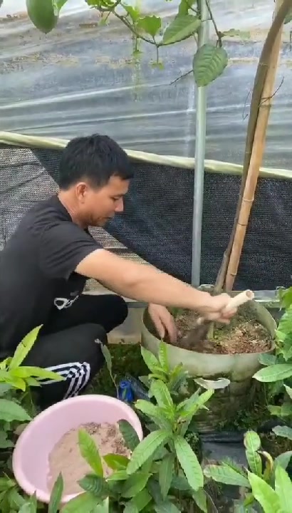 香蜜百香果苗有喜欢的,双击加关注