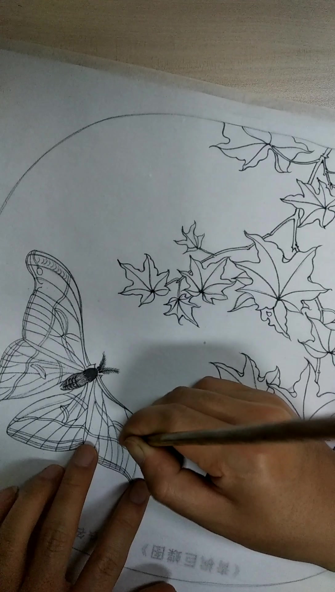 临摹宋画《青枫巨蝶》之蝴蝶白描
