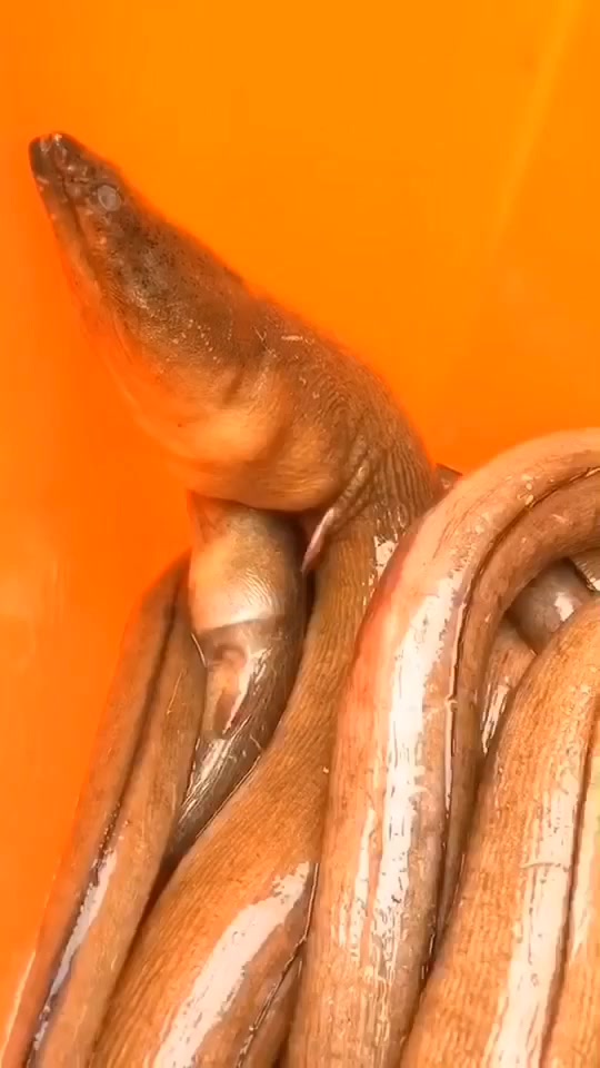 土龙炖汤,补血益气,进补必备,痴鲜野生海鲜